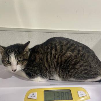 Domestic Short Hair Cats Available for Adoption in Tampa, Florida - Oceana | PetCurious