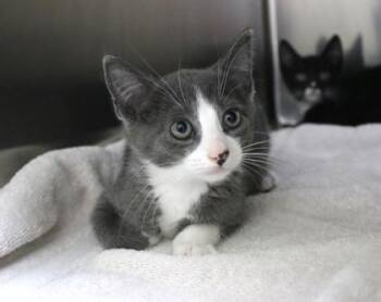 Totoro -  Domestic Short Hair Cat for Adoption in Brunswick, Georgia - Totoro | PetCurious