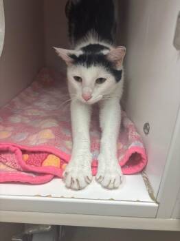 Oreo (Welbourne) -  Domestic Short Hair Cat for Adoption in Johnson City, Tennessee - Oreo (Welbourne) | PetCurious
