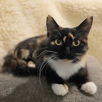 Sasha -  Tortoiseshell Cat for Adoption in Lauderdale, Minnesota - Sasha | PetCurious