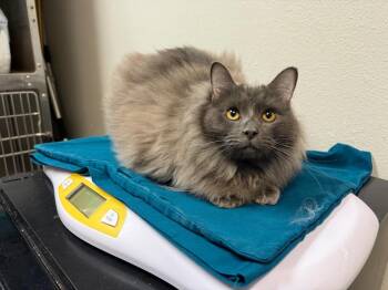 A Ron (Cyrus) -  Domestic Long Hair Cat for Adoption in Sorrento, Louisiana - A Ron (Cyrus) | PetCurious