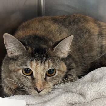 PUDGE -  Domestic Short Hair Cat for Adoption in Oklahoma City, Oklahoma - PUDGE | PetCurious