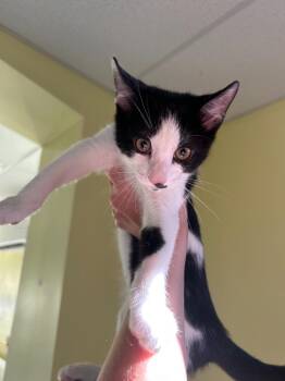 Surf -  Domestic Short Hair Cat for Adoption in Blountville, Tennessee - Surf | PetCurious