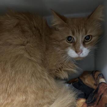 Domestic Short Hair Cats Available for Adoption in West Olive, Michigan - Lil Sour Cream (Barn Cat) | PetCurious