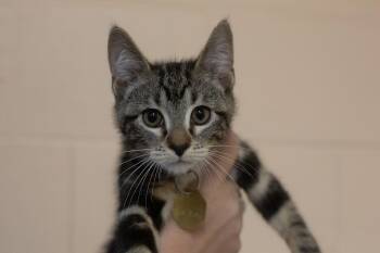 Domestic Short Hair and Tabby Cats Available for Adoption in Mountain Home, Arkansas - Darth Vaderpuss | PetCurious