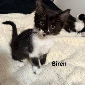 Rescue American Shorthair Cats for Adoption in Massillon, Ohio - Siren | PetCurious