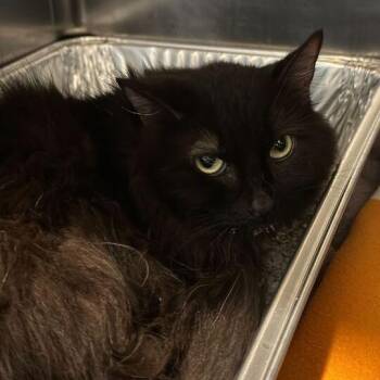 Sunbeam -  Domestic Long Hair Cat for Adoption in Matteson, Illinois - Sunbeam | PetCurious