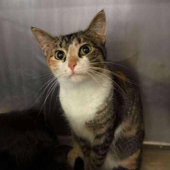 Rescue Domestic Short Hair Cats for Adoption in Park Falls, Wisconsin - Mrs. Lovett | PetCurious