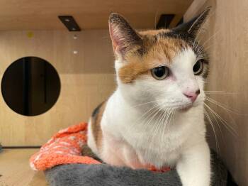 Domestic Short Hair Cats Available for Adoption - Brooke | PetCurious