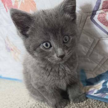 Domestic Short Hair Cats Available for Adoption in Greenville, Pennsylvania - Slate | PetCurious