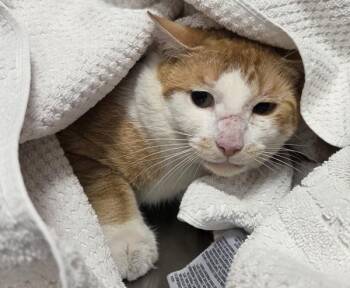 Cheddar -  Domestic Short Hair Cat for Adoption in Vancouver, Washington - Cheddar | PetCurious