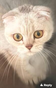 Sugar -  Scottish Fold Cat for Adoption in Snow Hill, Maryland - Sugar | PetCurious