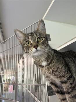 Domestic Short Hair Cats Available for Adoption in Columbus, Indiana - Stacey | PetCurious