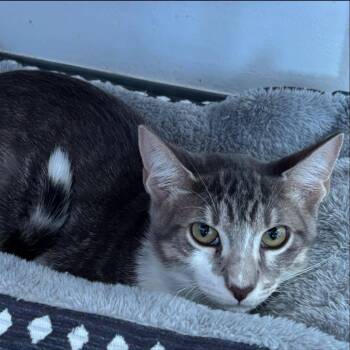 Cookie -  Domestic Short Hair Cat for Adoption in Buffalo, New York - Cookie | PetCurious