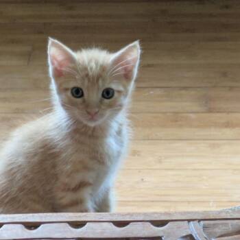 Valencia -  Domestic Short Hair Cat for Adoption in Fort Lauderdale, Florida - Valencia | PetCurious