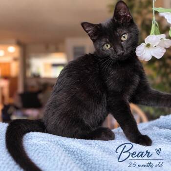 Bear -  Domestic Short Hair Cat for Adoption in Ephrata, Washington - Bear | PetCurious