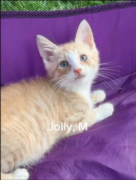 Jolly -  Domestic Short Hair Cat for Adoption in Shrewsbury, Massachusetts - Jolly | PetCurious