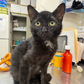 Rescue Domestic Medium Hair Cats for Adoption in Pekin, Illinois - Destray | PetCurious