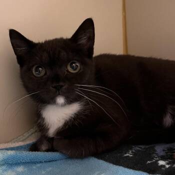 Rubelia -  Domestic Short Hair Cat for Adoption in Fairport, New York - Rubelia | PetCurious