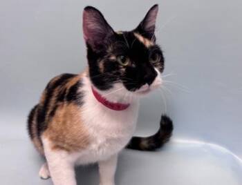 Casey -  Domestic Short Hair Cat for Adoption in Woodbury, Minnesota - Casey | PetCurious