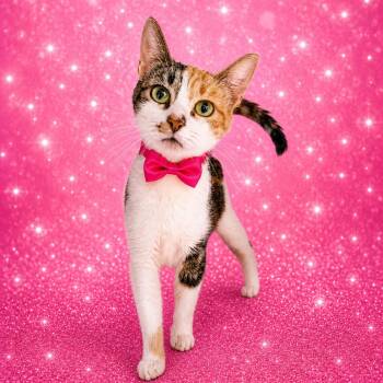Platinum -  Domestic Short Hair Cat for Adoption in Binghamton, New York - Platinum | PetCurious