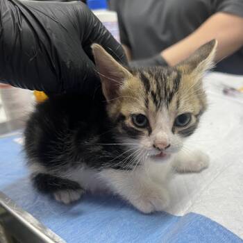 Domestic Short Hair Cats Available for Adoption in Summerville, South Carolina - Eric | PetCurious