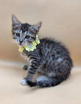 Ikea -  Domestic Short Hair and Tabby Cat for Adoption in Mobile, Alabama - Ikea | PetCurious