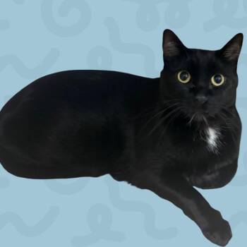 Domestic Medium Hair Cats Available for Adoption in Reno, Nevada - Pluto | PetCurious