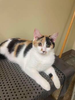 Alysa Mewu (Olympic Gold Litter) -  Calico and Domestic Short Hair Cat for Adoption in Baltimore, Maryland - Alysa Mewu (Olympic Gold Litter) | PetCurious