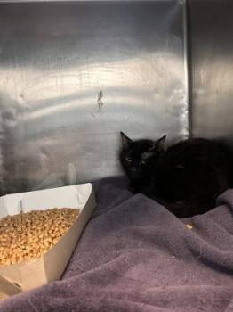 *Podrick -  Domestic Short Hair Cat for Adoption in El Paso, Texas - *Podrick | PetCurious