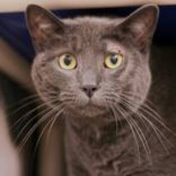 Grey -  Domestic Short Hair Cat for Adoption in Hilliard, Ohio - Grey | PetCurious