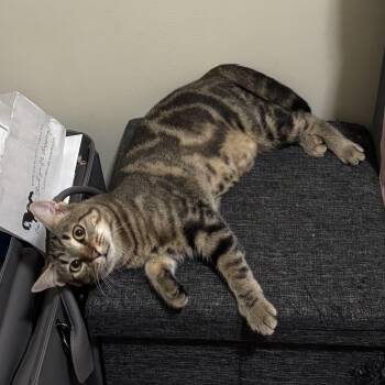 Alicent -  Domestic Short Hair Cat for Adoption in Richmond, Virginia - Alicent | PetCurious