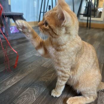 Sebastian -  American Shorthair Cat for Adoption in New Blaine, Arkansas - Sebastian | PetCurious