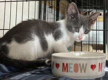 Rescue Domestic Short Hair Cats for Adoption in Boca Raton, Florida - Bean Sprout 0073 | PetCurious