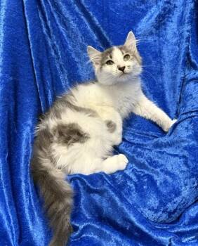 Sassifrass -  Ragamuffin and Ragdoll Cat for Adoption in Gainesville, Florida - Sassifrass | PetCurious