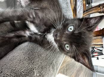 Nomad -  Domestic Short Hair Cat for Adoption in Houston, Texas - Nomad | PetCurious