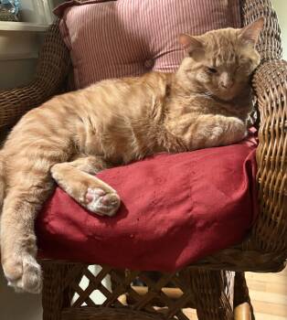 Ed Sheeran -  Domestic Short Hair Cat for Adoption in Kansas City, Missouri - Ed Sheeran | PetCurious