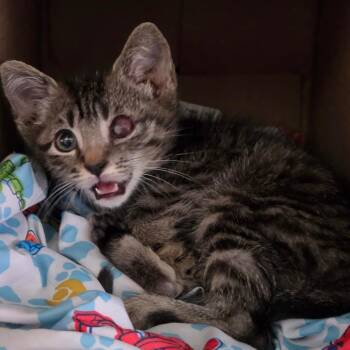 Baby Eagle -  Domestic Short Hair Cat for Adoption in Rocky Mount, Virginia - Baby Eagle | PetCurious