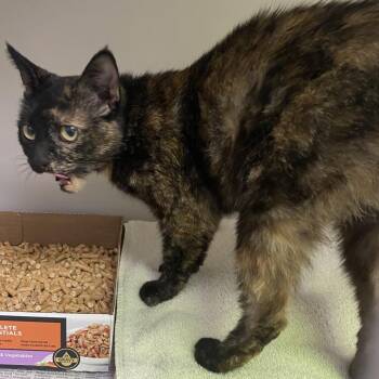 72165 -  Domestic Short Hair Cat for Adoption in Harrisonburg, Virginia - 72165 | PetCurious