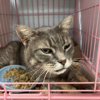 SVAS-Stray-39349 -  Domestic Short Hair Cat for Adoption in Lyndhurst, Virginia - SVAS-Stray-39349 | PetCurious