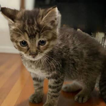 Echo -  Domestic Medium Hair Cat Available for Adoption in Mondovi, Wisconsin - Echo | PetCurious