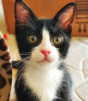 Rescue Tuxedo Cats for Adoption in Fort Myers, Florida - Hubble | PetCurious
