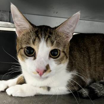 Domestic Short Hair Cats Available for Adoption in Tampa, Florida - Koron | PetCurious