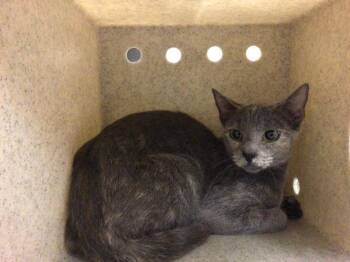 CECE -  Domestic Short Hair Cat for Adoption in Riverside, California - CECE | PetCurious