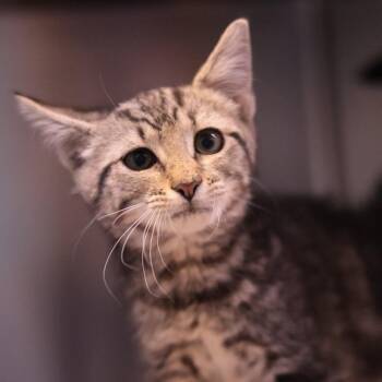 Domestic Short Hair Cats Available for Adoption in Philadelphia, Pennsylvania - Mighty Grasshopper | PetCurious