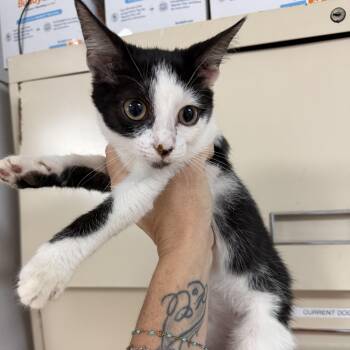 Moonflower -  Tuxedo and Domestic Short Hair Cat for Adoption in Columbia, South Carolina - Moonflower | PetCurious