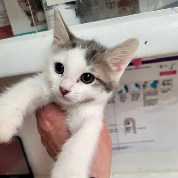 Frost -  Domestic Short Hair Cat Available for Adoption in Belfair, Washington - Frost | PetCurious
