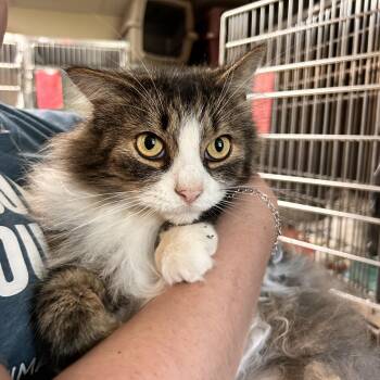 Newton -  Domestic Long Hair Cat for Adoption in Myerstown, Pennsylvania - Newton | PetCurious