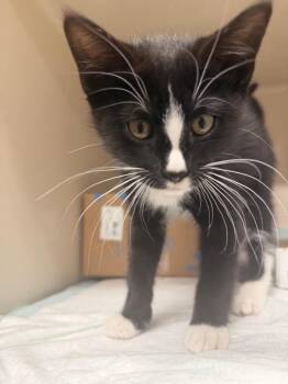 **Cat Cafe** Nightshade -  Domestic Short Hair Cat Available for Adoption in Topeka, Kansas - **Cat Cafe** Nightshade | PetCurious