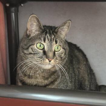 Domestic Short Hair Cats Available for Adoption in Ballston Spa, New York - Shae | PetCurious